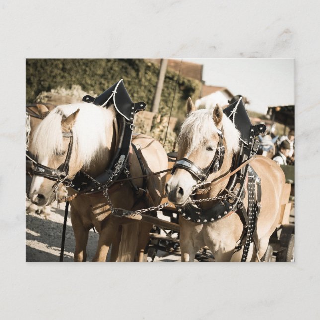 INCREASE IN HAIRCASE POSTCARD (Front)