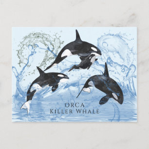 Incredible Black and White Watercolor Orcas Postcard