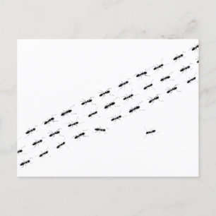 Independent Ants Postcard