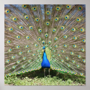 India Blue Peacock Poster