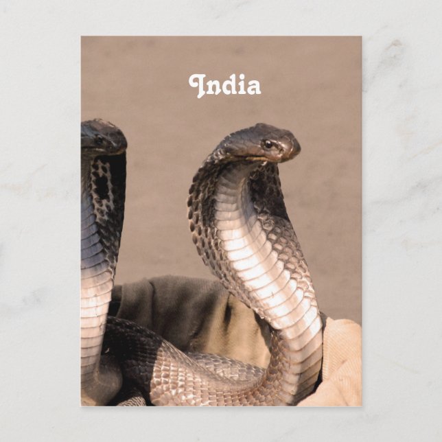 India Cobra Postcard (Front)