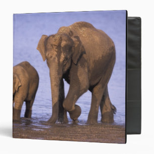 India, Nagarhole National Park. Asian elephant Binder