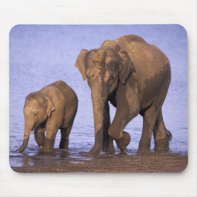 India, Nagarhole National Park. Asian elephant Mouse Pad (Front)