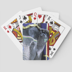 India, Rajasthan, Jaipur. Amber Fort. Playing Cards