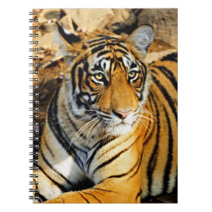 India, Sawai Madhopur, Ranthambore National Notebook