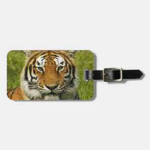India tiger Peace and calm Luggage Tag