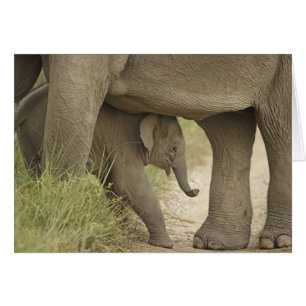 Indian / Asian Elephant and young one,Corbett