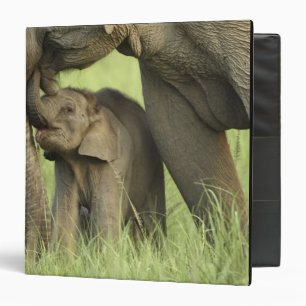 Indian / Asian Elephant and young one,Corbett 2 Binder