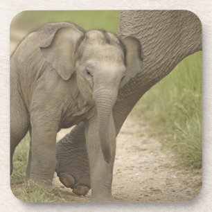 Indian / Asian Elephant and young one,Corbett 2 Coaster
