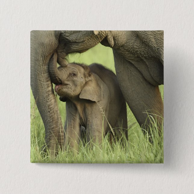Indian / Asian Elephant and young one,Corbett 2 Inch Square Button (Front)