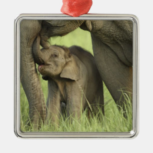 Indian / Asian Elephant and young one,Corbett 2 Metal Ornament