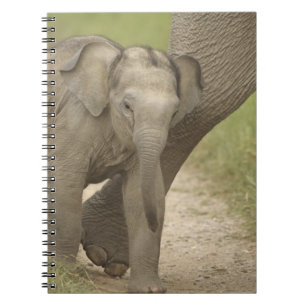 Indian / Asian Elephant and young one,Corbett 2 Notebook