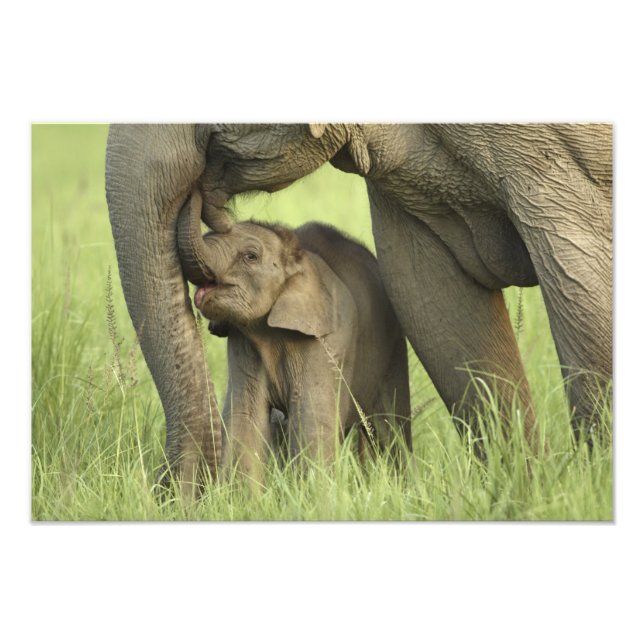 Indian / Asian Elephant and young one,Corbett 2 Photo Print (Front)