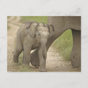 Indian / Asian Elephant and young one,Corbett 2 Postcard