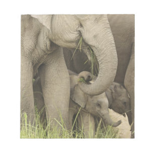 Indian / Asian Elephant and young one,Corbett 3 Notepad