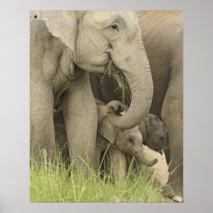 Indian / Asian Elephant and young one,Corbett 3 Poster