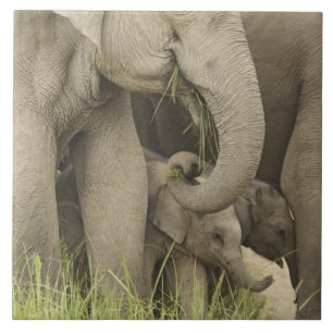 Indian / Asian Elephant and young one,Corbett 3 Tile