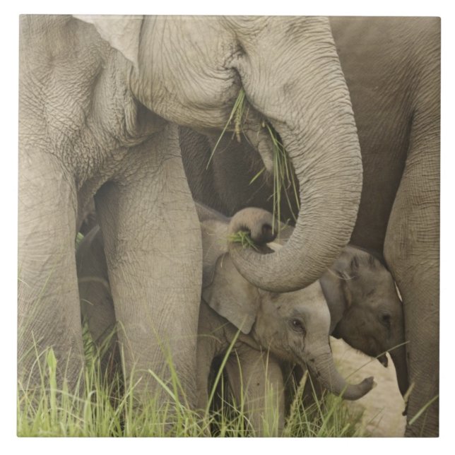 Indian / Asian Elephant and young one,Corbett 3 Tile (Front)