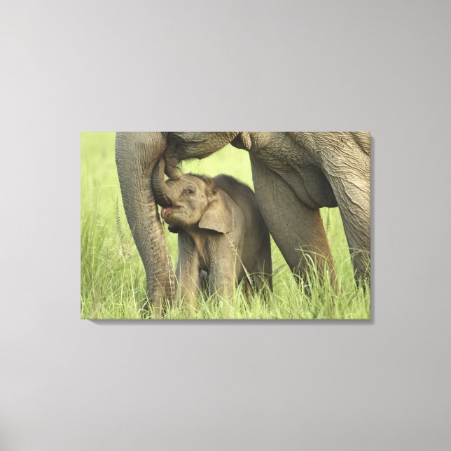 Indian / Asian Elephant and young one,Corbett Canvas Print (Front)