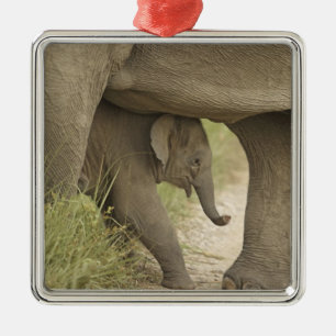 Indian / Asian Elephant and young one,Corbett Metal Ornament