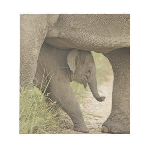 Indian / Asian Elephant and young one,Corbett Notepad