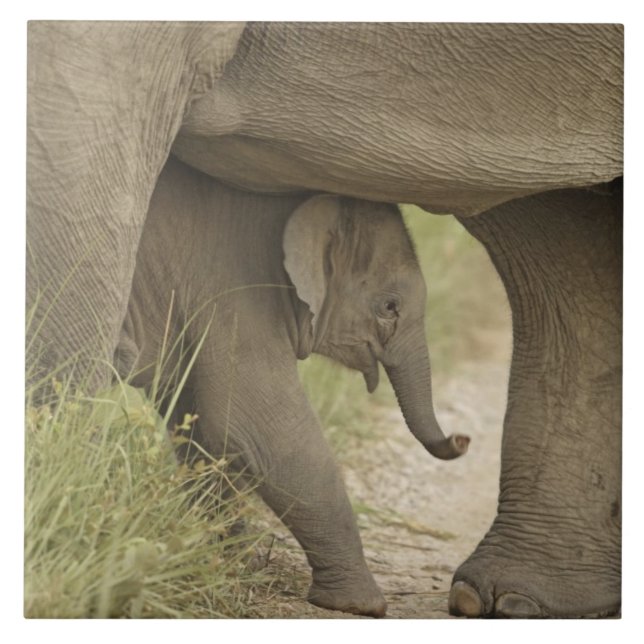 Indian / Asian Elephant and young one,Corbett Tile (Front)