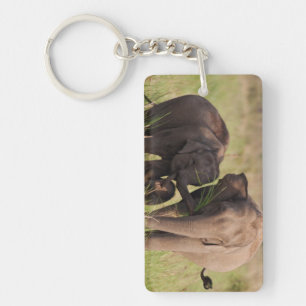 Indian Asian Elephant Family in the Savannah Keychain