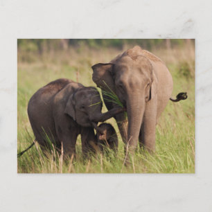 Indian Asian Elephant Family in the Savannah Postcard