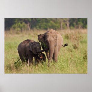 Indian Asian Elephant family in the savannah Poster