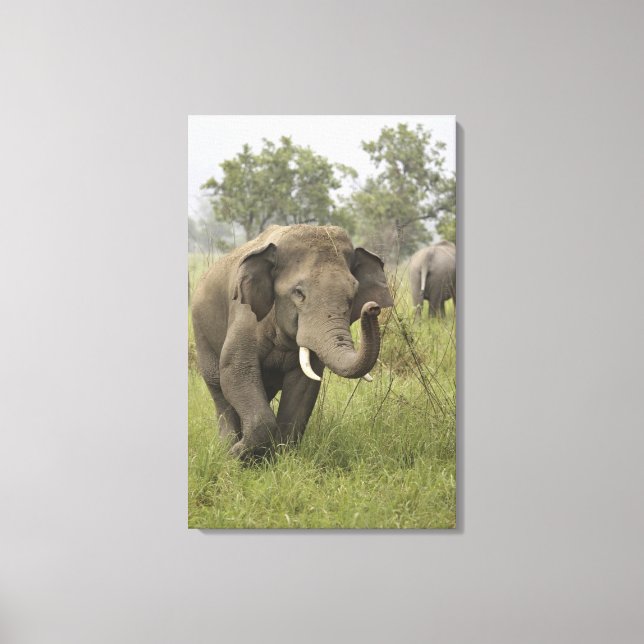 Indian Asian Elephant Greeting Canvas Print (Front)