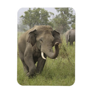 Indian Asian Elephant Greeting Magnet
