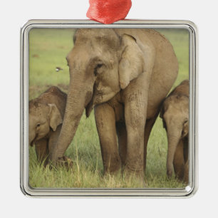Indian Asian Elephant & Young Ones Metal Ornament