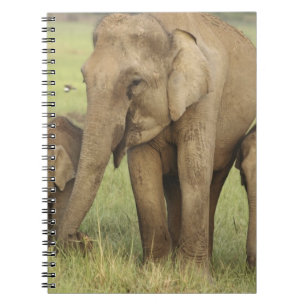 Indian Asian Elephant & Young Ones Notebook