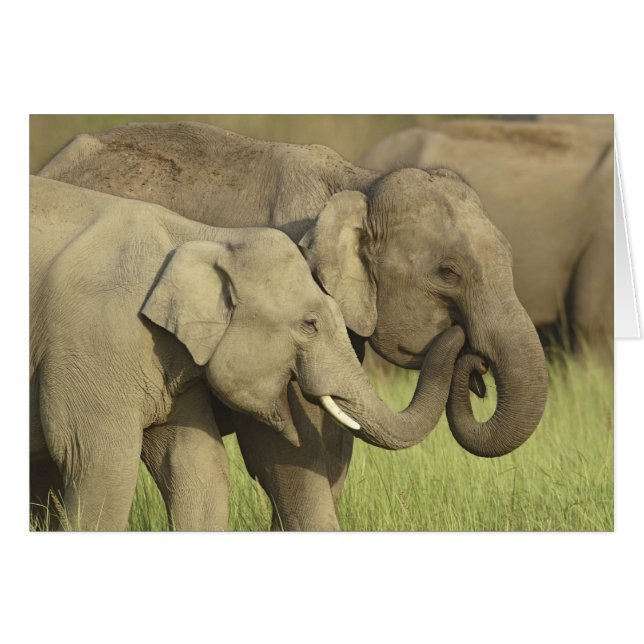 Indian Asian Elephants (Front Horizontal)
