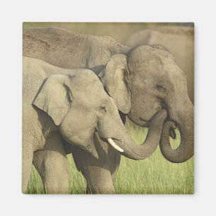 Indian Asian Elephants Magnet