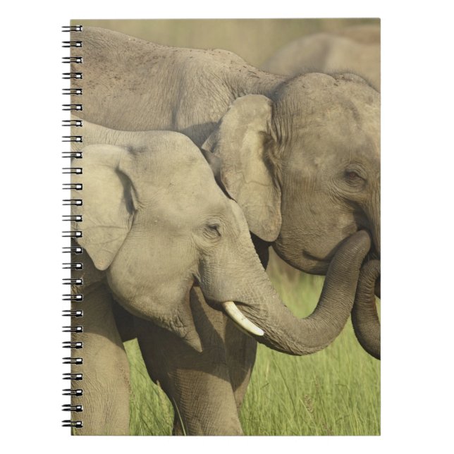 Indian Asian Elephants Notebook (Front)