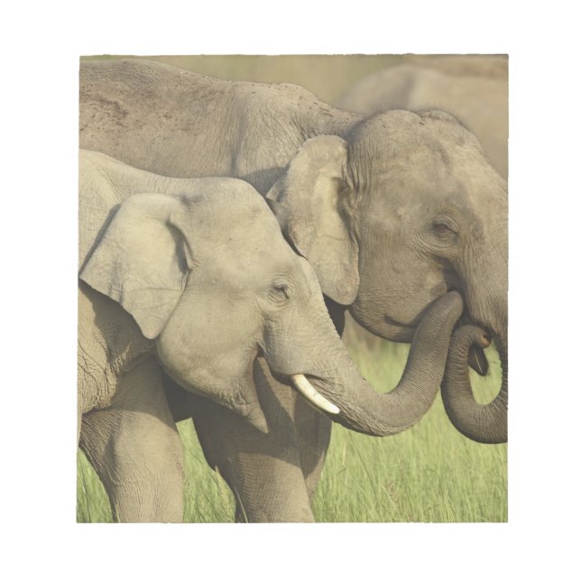 Indian Asian Elephants Notepad (Front)