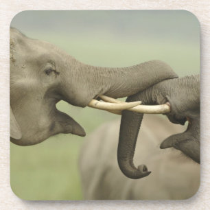 Indian Asian Elephants play Fighting Coaster