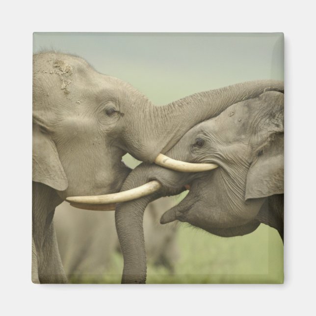 Indian Asian Elephants play Fighting Magnet (Front)