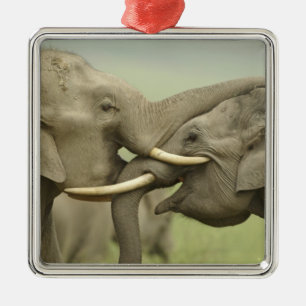 Indian Asian Elephants play Fighting Metal Ornament