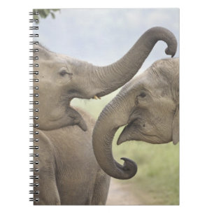 Indian Asian Elephants play Fighting Notebook