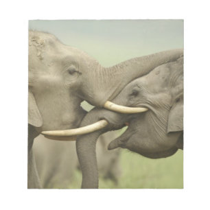 Indian Asian Elephants play Fighting Notepad
