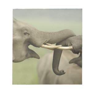 Indian Asian Elephants play Fighting Notepad