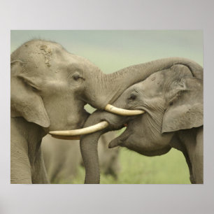 Indian Asian Elephants play Fighting Poster