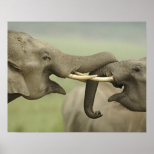 Indian Asian Elephants play Fighting Poster
