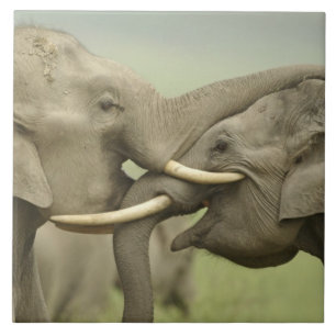Indian Asian Elephants play Fighting Tile