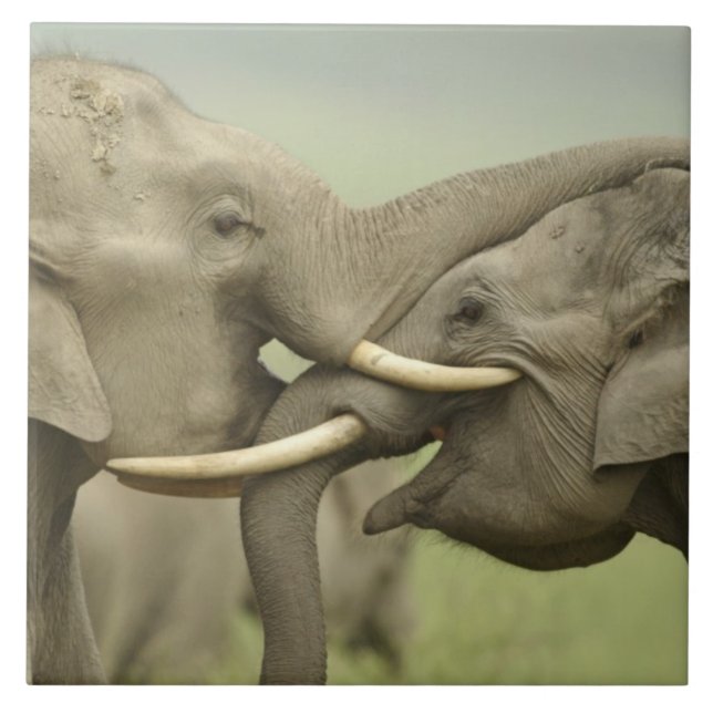 Indian Asian Elephants play Fighting Tile (Front)