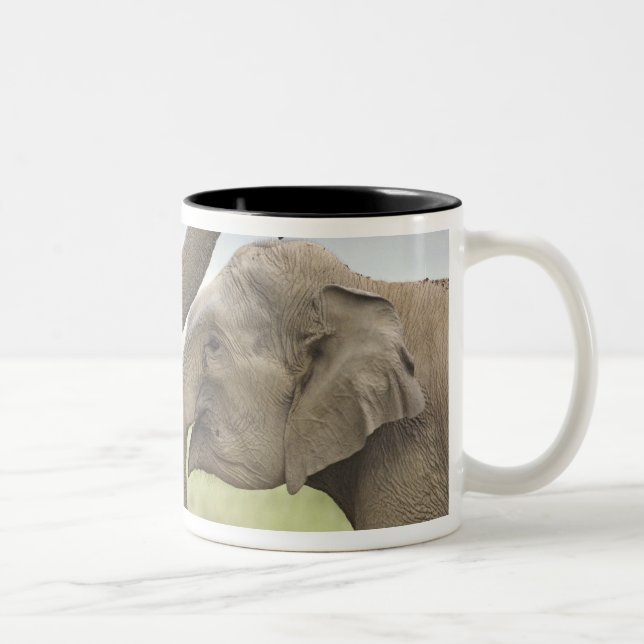 Indian Asian Elephants play Fighting Two-Tone Coffee Mug (Right)