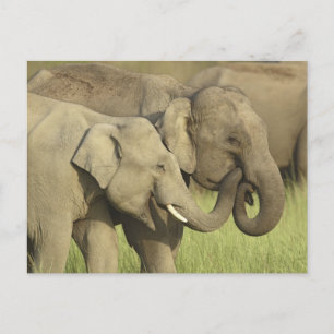 Indian / Asian Elephants sharing a Postcard