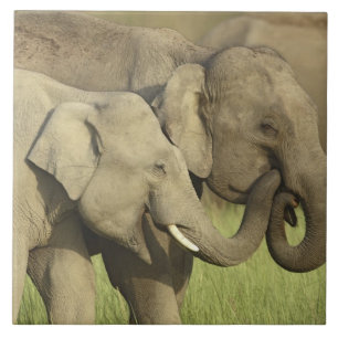 Indian Asian Elephants Tile
